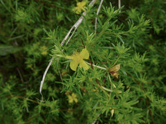 Hypericum brachyphyllum