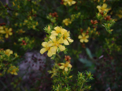 Hypericum brachyphyllum