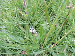 Parnassius nordmanni