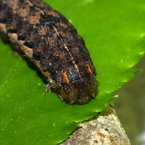 Roadside Sallow photo 3