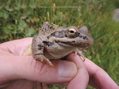 Rana macrocnemis