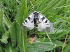 Parnassius nordmanni