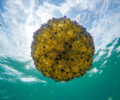 Cotylorhiza tuberculata
