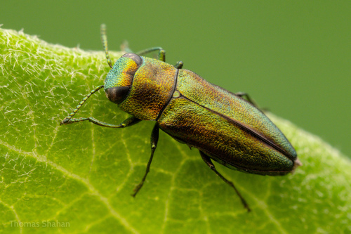Anthaxia quercata (Fabricius, 1801)