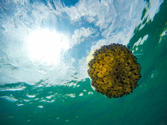 Cotylorhiza tuberculata