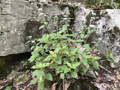 Cumberland Wood Mint (Blephilia subnuda)