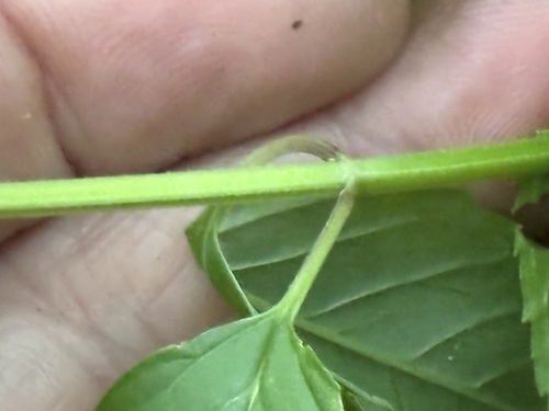 Blephilia subnuda, photograph 3