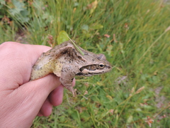 Rana macrocnemis