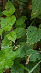 Chrysolinina