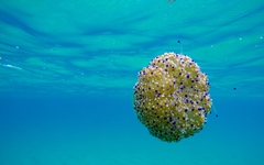 Cotylorhiza tuberculata