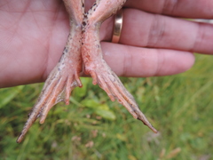 Rana macrocnemis