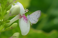 Zizula hylax pygmaea