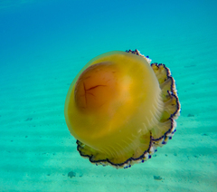 Cotylorhiza tuberculata