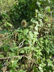Dipsacus fullonum