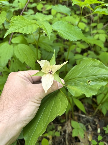 Trillium simile, photograph 4