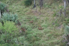 Alcelaphus buselaphus lichtensteinii