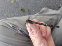 Aeshna umbrosa umbrosa