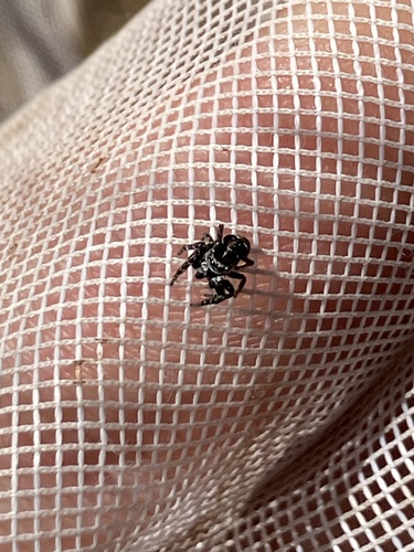 Flower Jumping Spider photo 3