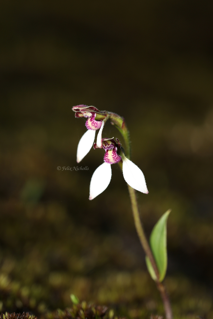 Eriochilus pulchellus