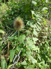 Dipsacus fullonum