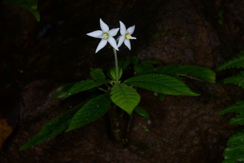 Argostemma solaniflorum iNat (3)