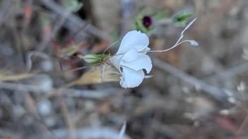 Image of Evening Snow (Linanthus dichotomus) by no rights reserved