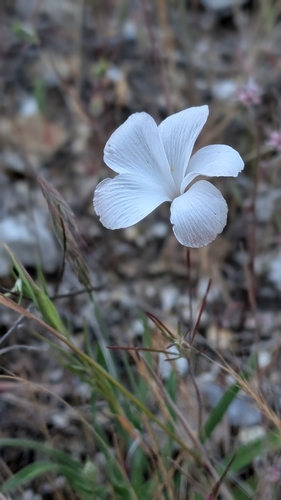 Image of Linanthus dichotomus by no rights reserved