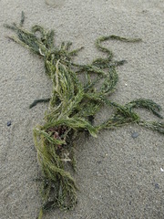 Caulerpa brownii