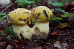 Neoboletus pseudosulphureus