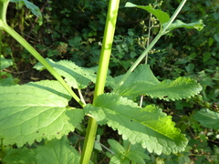 Scrophularia auriculata
