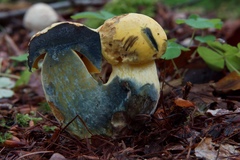 Neoboletus pseudosulphureus