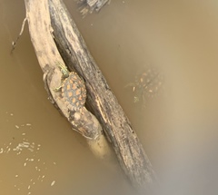 Graptemys flavimaculata