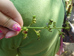 Scrophularia auriculata
