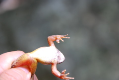Rana uenoi