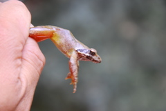 Rana uenoi