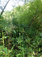 Scrophularia auriculata
