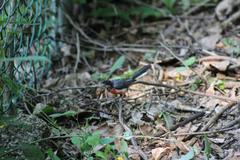 Granatellus venustus