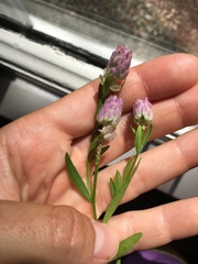 Polygala sanguinea