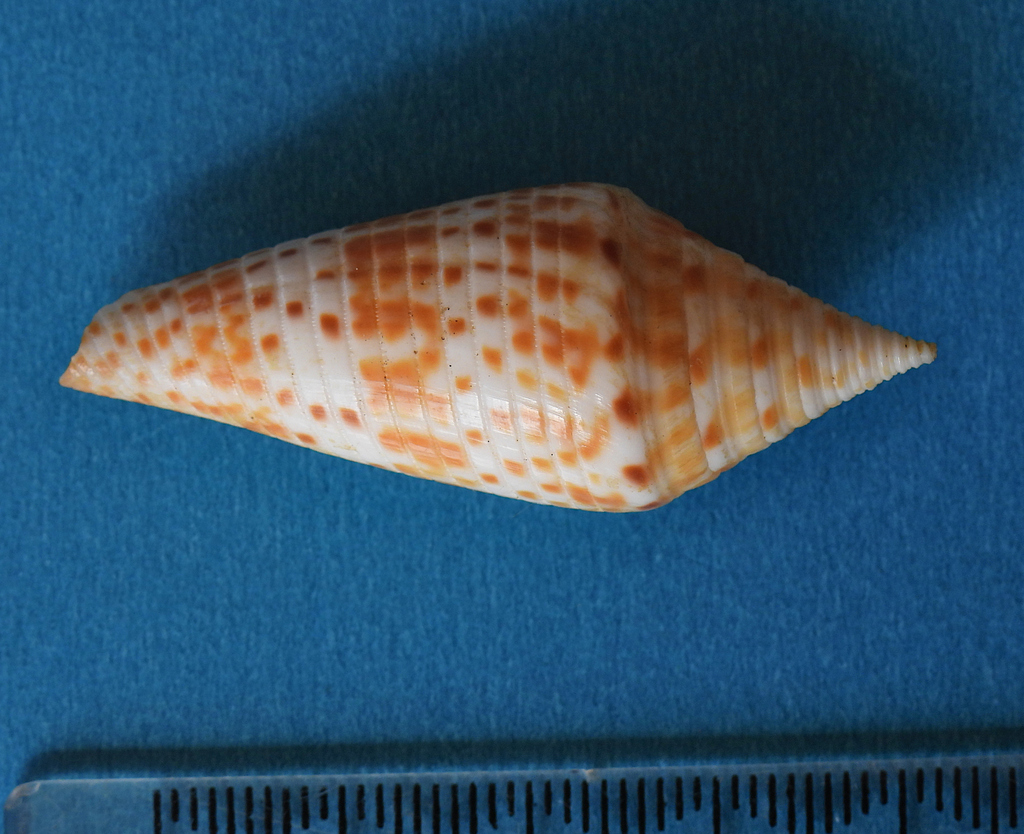 Conasprella levenensis