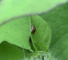 Agroiconota bivittata