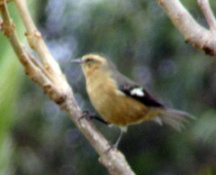 Conirostrum cinereum