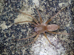 Clubiona terrestris