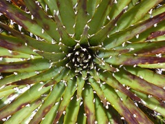 Puya clava-herculis