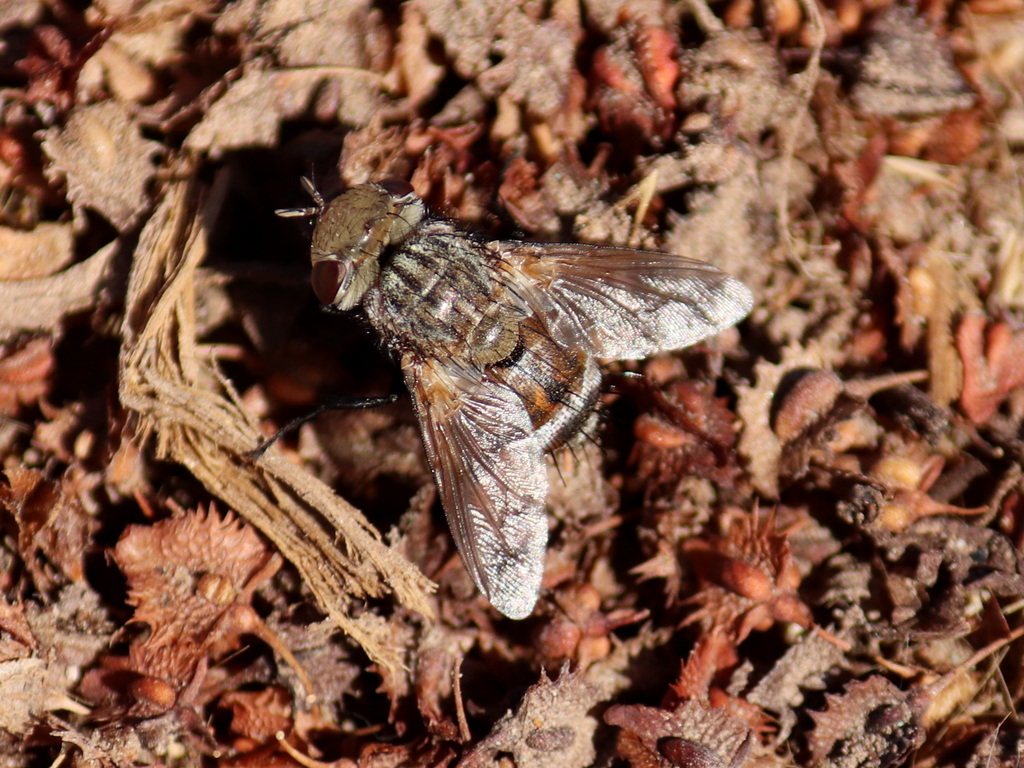 Gonia lineata