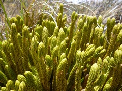 Phlegmariurus crassus