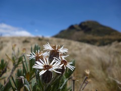 Linochilus rupestris