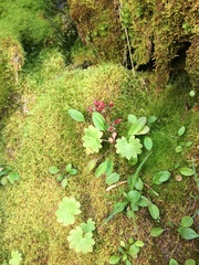 Micranthes nelsoniana