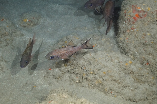 Bandfin cardinalfish (Pristiapogon taeniopterus) — Apogonidae — 4