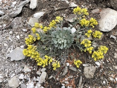 Physaria didymocarpa