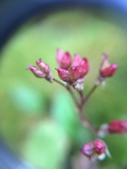 Micranthes nelsoniana